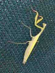 Mantis religiosa