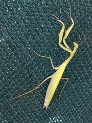 Mantis religiosa