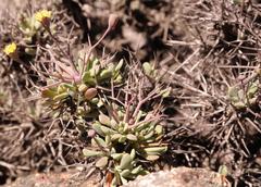 Othonna euphorbioides