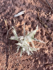 Scleropogoninae
