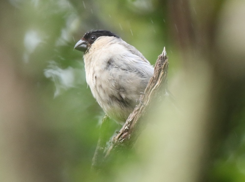 Azores Bullfinch