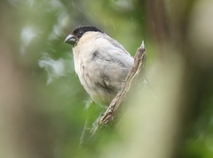 Pyrrhula murina