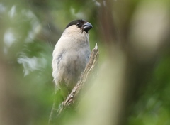 Pyrrhula murina