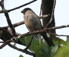 Pyrrhula murina