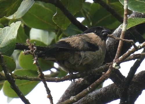 Azores Bullfinch