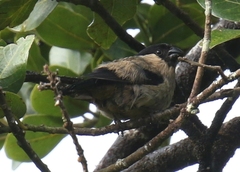 Pyrrhula murina