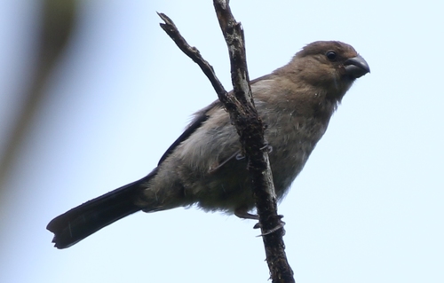 Azores Bullfinch