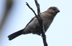 Pyrrhula murina