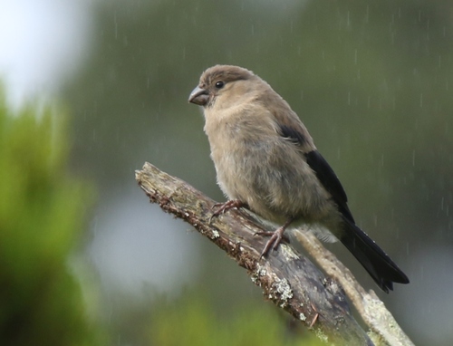 Azores Bullfinch