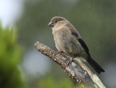 Pyrrhula murina