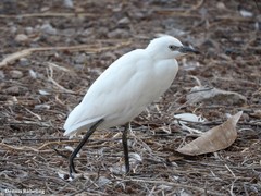 Bubulcus ibis