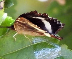 Eurytela hiarbas angustata