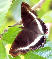Eurytela hiarbas angustata