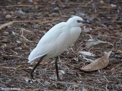 Bubulcus ibis