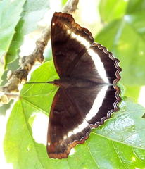 Eurytela hiarbas angustata