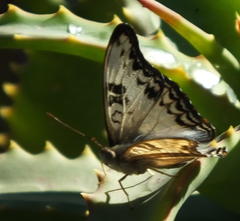 Cymothoe alcimeda alcimeda