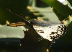 Cymothoe alcimeda alcimeda