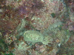 Haliotis midae