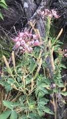 Polanisia dodecandra riograndensis