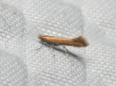 Cremastobombycia solidaginis