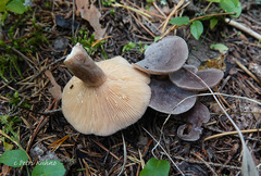 Lactarius mammosus