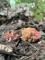 Ramaria subbotrytis