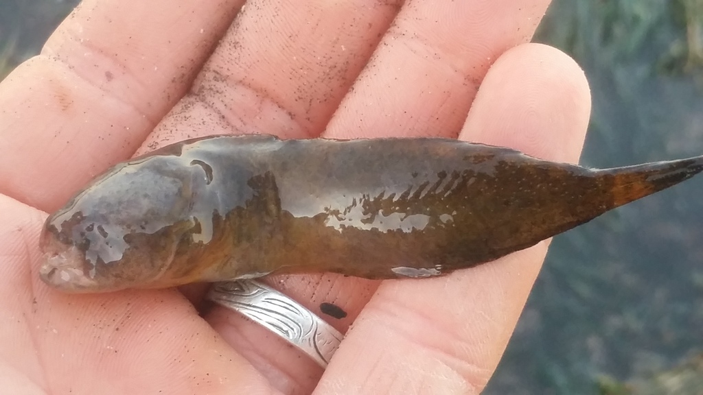 Spotted Snailfish