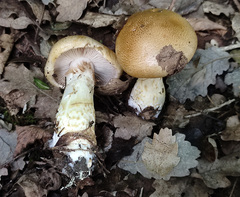 Cortinarius olidus