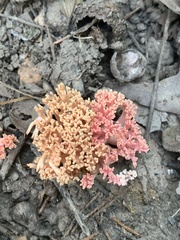 Ramaria subbotrytis