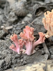 Ramaria subbotrytis