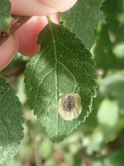 Stigmella plagicolella