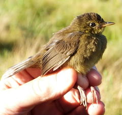 Bradypterus sylvaticus sylvaticus