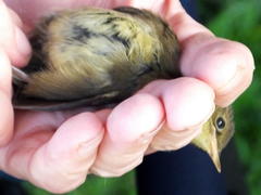 Bradypterus sylvaticus sylvaticus