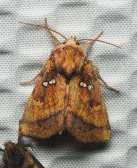 Papaipema leucostigma