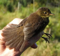 Bradypterus sylvaticus sylvaticus