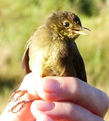 Bradypterus sylvaticus sylvaticus