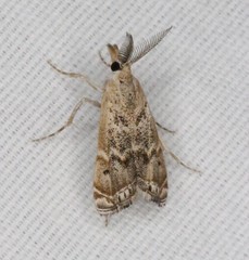 Prionapteryx indentella