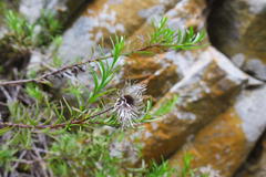 Pentatrichia integra