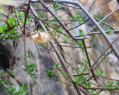 Pentatrichia integra