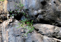 Pentatrichia integra