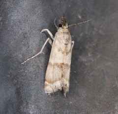 Prionapteryx indentella
