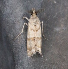 Prionapteryx indentella