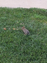 Sylvilagus floridanus