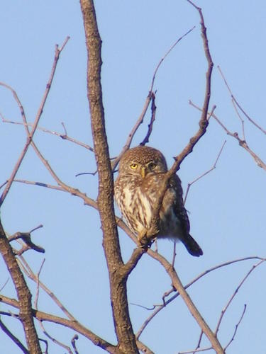 Glaucidium perlatum