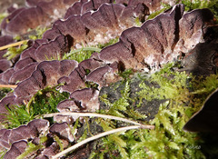 Trichaptum abietinum