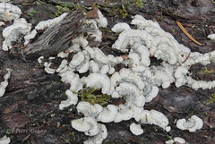 Trichaptum abietinum