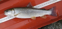 Salmo marmoratus