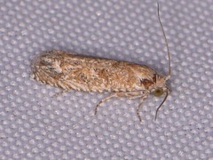 Pelochrista comatulana