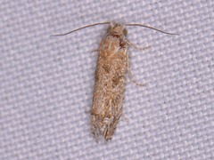 Pelochrista comatulana