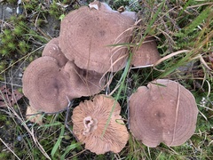 Lactarius mammosus